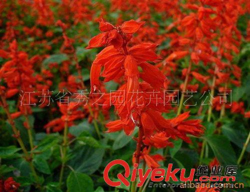 批發(fā)供應(yīng)進(jìn)口草花種子 一串紅 每克約260粒  量大按斤批發(fā)原始圖片2