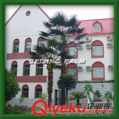供應(yīng)：各種仿真樹/仿真植物/造型樹/室外抗風(fēng)雨雪仿真樹原始圖片3