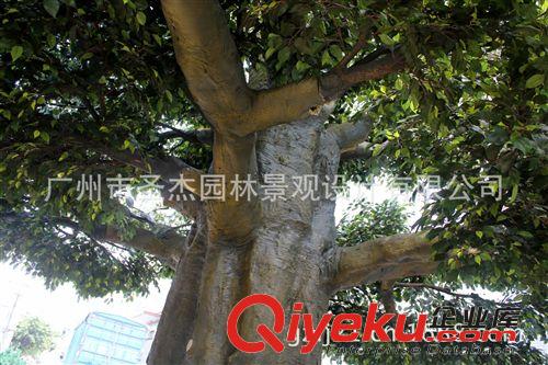 仿真大榕樹 圣杰今年主推爆款各室內(nèi)外仿真大型榕樹、包柱榕樹原始圖片3