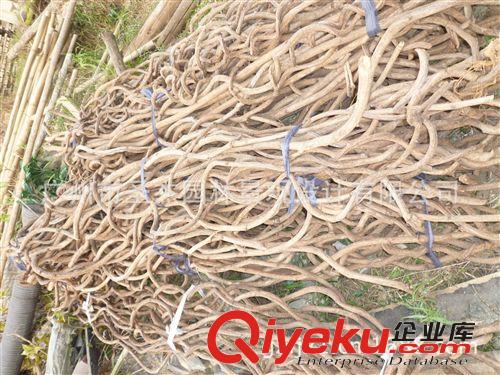 過江龍 圣杰今年在全國主推爆款各室內(nèi)外仿真過江龍系列