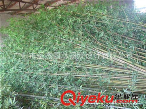 青島煙臺仿真植物fjx假植物竹子系列