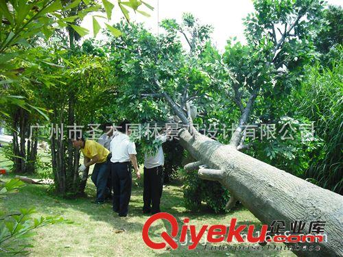基站樹 圣杰山西太原景區(qū)山上安裝8棵35高的基站樹工程案例原始圖片3