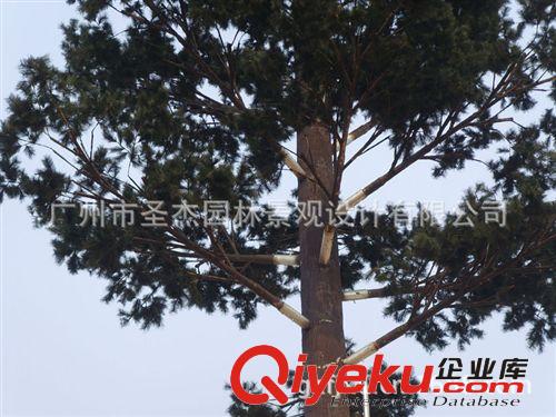 移動(dòng)、聯(lián)通、電信今年主推各款各樣式仿真植物基站樹系列