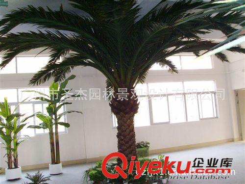仿真植物圣杰gf真植物室內外海棗樹系列