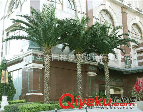 仿真植物圣杰gf真植物室內外海棗樹系列
