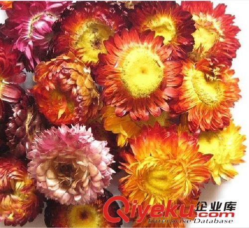 云南特產 玉翔  20g七彩菊 花草茶七彩菊 批發選購