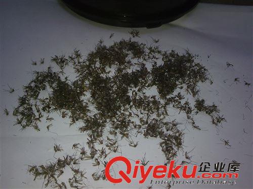 【廠(chǎng)家直銷(xiāo)】格林盈璐養(yǎng)殖場(chǎng)專(zhuān)用滅蚊器滅蚊燈豬場(chǎng)滅蚊燈室外庭院原始圖片2