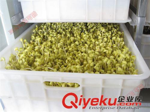 大型豆芽機 麥可酷品牌 歐美質量標準 遠銷海內外 量大從優V