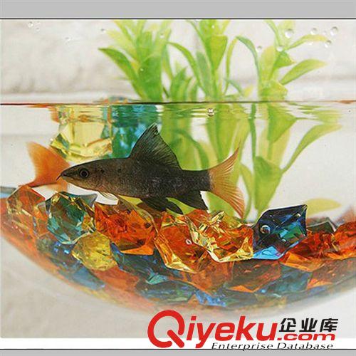 透明生態(tài)迷你壁掛魚缸 大號(hào)圓形心形亞克力魚缸原始圖片3