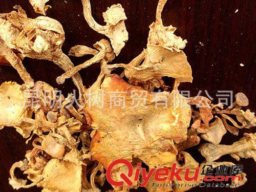 干貨廠家批發(fā)野生雞油菌 野生美味食用雞油菌原始圖片2