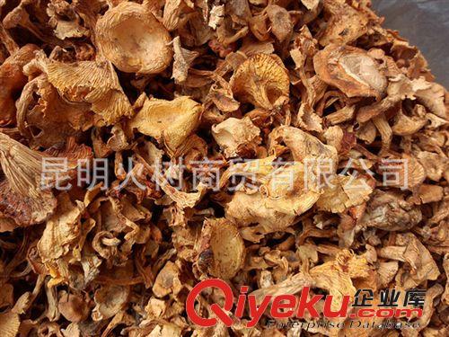 干貨廠家批發(fā)野生雞油菌 野生美味食用雞油菌原始圖片3