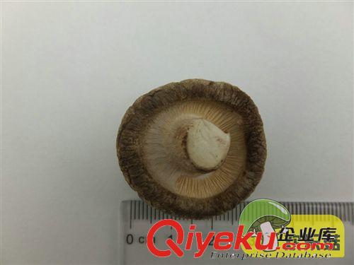 香菇一件代發(fā) 江蘇{dj0}茶花菇3cm以下 收購(gòu)木耳香菇農(nóng)民特產(chǎn)原始圖片3