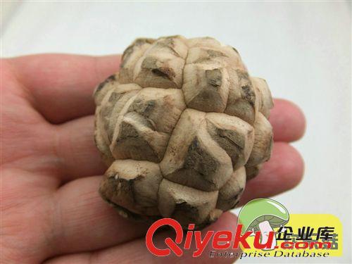農家自種 北京{dj0}茶花菇 金錢菇紐扣菇 冷凍香菇原始圖片3