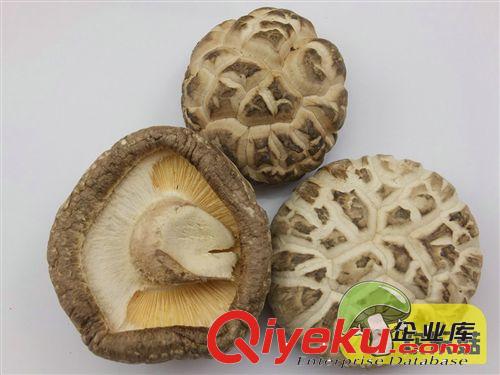 一級香菇批發商 專業生產 浙江新鮮剪腳冬菇  香菇批發