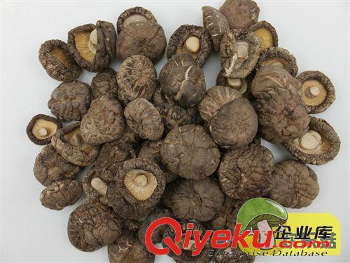 伏牛山特產雙剪香菇腿 隨州香菇腿批發 小香菇腿 陜西香菇腿