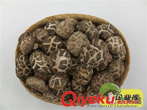 香菇腿批發商供應 單剪香菇腿 歡樂菇干貨 散裝野生 隨州香菇柄
