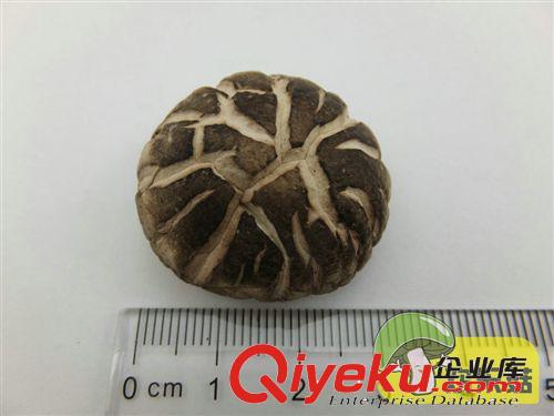 香菇一件代發 江蘇{dj0}茶花菇3cm以下 收購木耳香菇農民特產原始圖片2