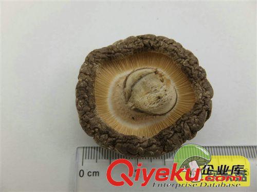 閩清特產香菇 香菇干貨批發商行專用 干香菇行情原始圖片3