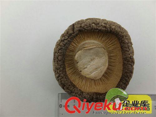 歡樂菇 高級茶花菇 麗水香菇 深圳土特產干貨 野生菌香菇原產地原始圖片3