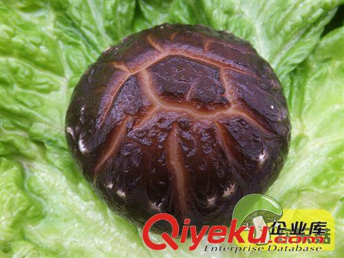花菇產地供應紐扣菇【3cm一下的】 大花菇 高級茶花菇 花菇批發原始圖片3