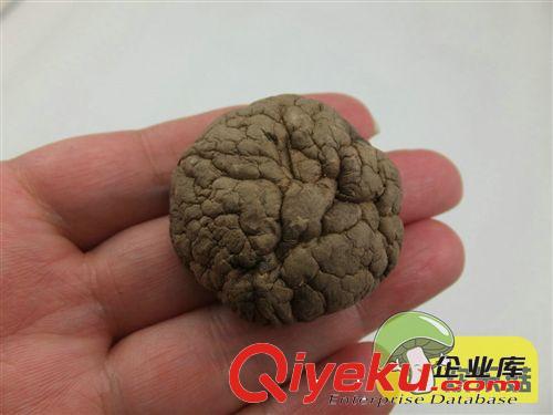 產(chǎn)地直供  gd產(chǎn)品統(tǒng)裝新鮮香菇 東北香菇 冬菇