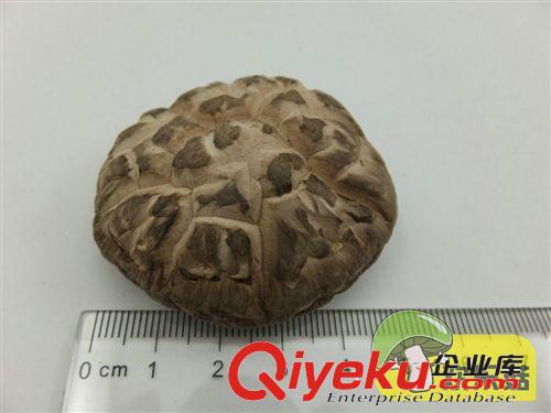 廠家生產供應供應4cm以上龍泉冬菇 普通香菇批發 香菇市場行情原始圖片2