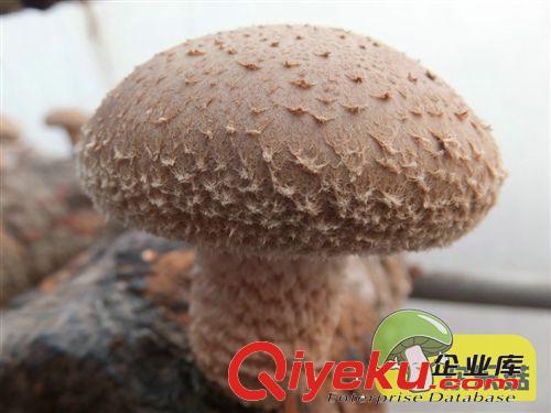 農(nóng)家自種切足{dj0}厚菇3-5cm {dj0}冬菇香菇批發(fā) 花菇干貨原始圖片3