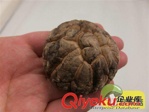 專業生產香菇干貨小香菇 菇農直銷河北香菇 廣東A級冬菇