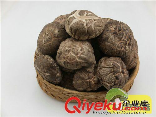 伏牛山特產直銷金錢菇【3cm以下的】中花菇帽 高級茶花菇原始圖片2