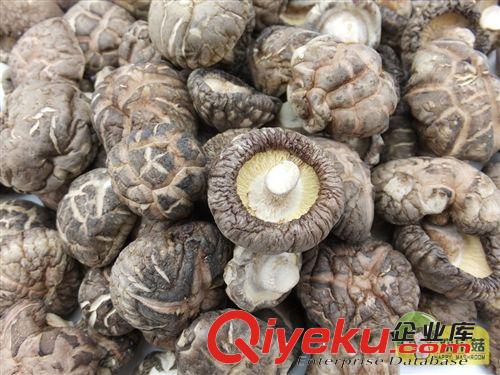 伏牛山特產直銷金錢菇【3cm以下的】中花菇帽 高級茶花菇原始圖片3