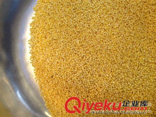 供應(yīng) 黑龍江產(chǎn)地  大黃豆 50斤包裝 100斤包裝 磨豆?jié){  超市 黃豆