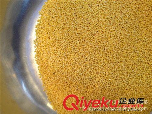 供應(yīng) 產(chǎn)地直銷 暢銷 庫(kù)存多 價(jià)格低 夏天暢銷  小米 小米粥原始圖片2