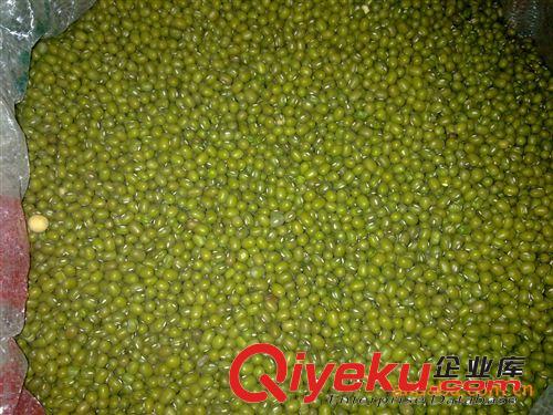供應 顆粒均勻 倉庫經營 質量貨源充足 價格穩定 推薦 綠豆 {zh0}原始圖片3