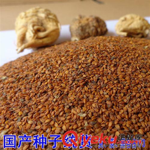 批發供應云南優質瑪咖種子瑪卡籽馬卡正品送技術全國聯保超值劃算原始圖片3
