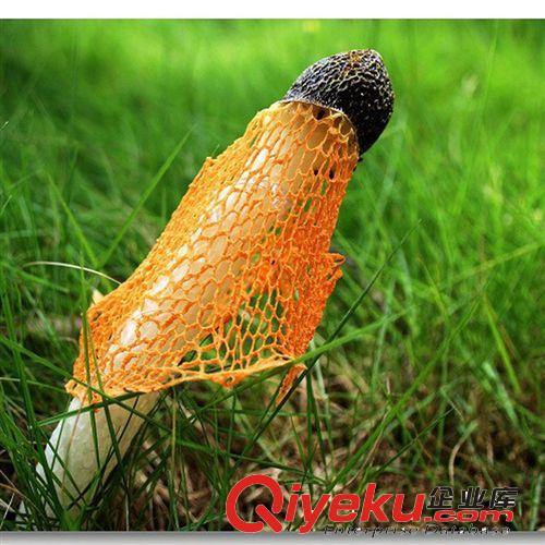 云南昭通小草壩zp野生食用菌竹蓀美味食品竹蓀菌干品原始圖片2