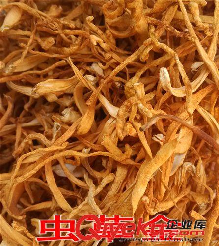 批發供應云南特色野生菌金蟲草帶孢子 bx養顏新品上市 zp現貨原始圖片2