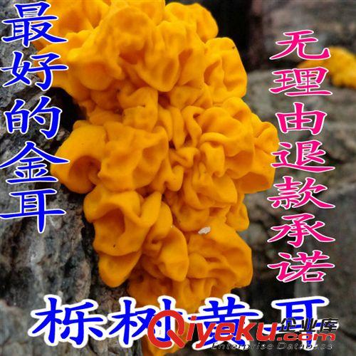 長期批發(fā)供應(yīng)云南特色野生菌黃木耳金耳黃銀耳腦耳超值推薦聚劃算原始圖片2