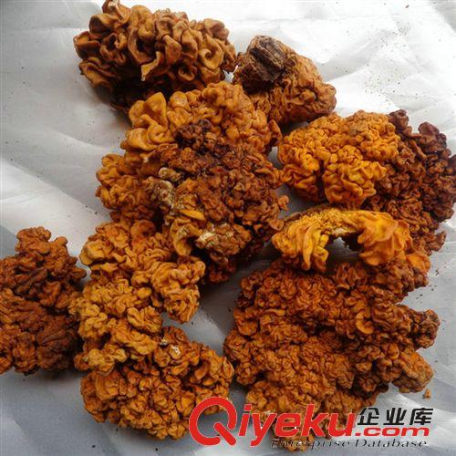 長期批發(fā)供應(yīng)云南特色野生菌黃木耳金耳黃銀耳腦耳超值推薦聚劃算原始圖片3