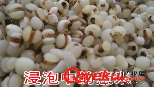 长期批发供应云南禄谷小米薏仁米神农推荐超值特惠现货正品聚划算原始图片3