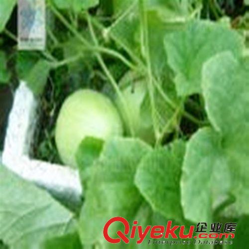 【特賣(mài)會(huì)】【香瓜】【萬(wàn)家合源牌】品質(zhì)上乘，美味可口！原始圖片2