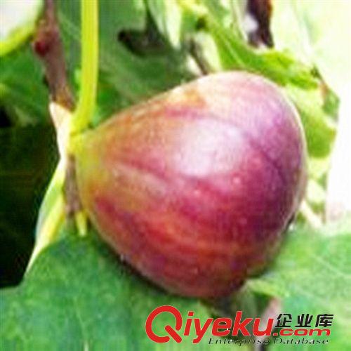 【特賣會】【桃脯】【萬家合源牌】品質上乘，美味可口！
