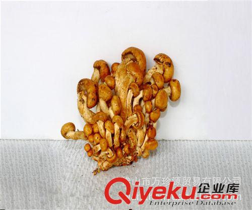 野生菌直銷 荔枝菌 有大量現(xiàn)貨供應(yīng) 批發(fā) 低價促銷 野生山菌