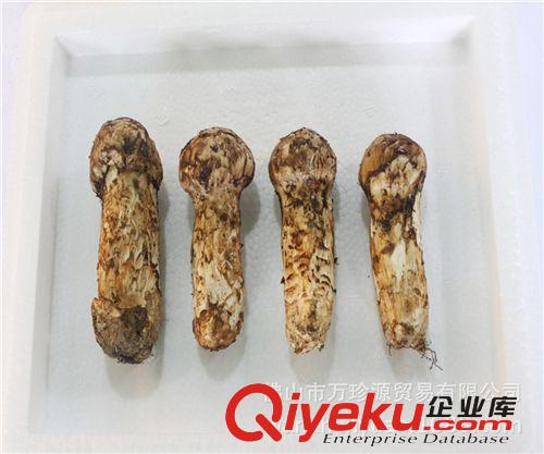 批發 “菌中{zw}”松茸 新鮮野生松茸 鮮松茸 濕松茸 新鮮食用菌