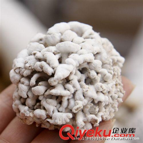 批發(fā)云南特產(chǎn)食用野生菌雪蓮菌干貨原始圖片3