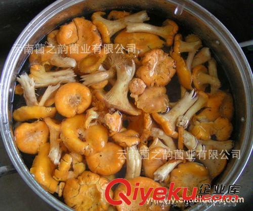 雞油菌（產(chǎn)地直銷）  供應(yīng)鮮雞油菌 干雞油菌原始圖片2