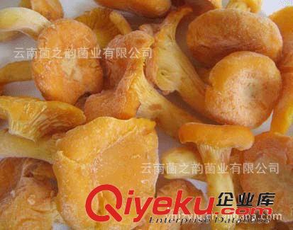 雞油菌（產(chǎn)地直銷）  供應(yīng)鮮雞油菌 干雞油菌原始圖片3