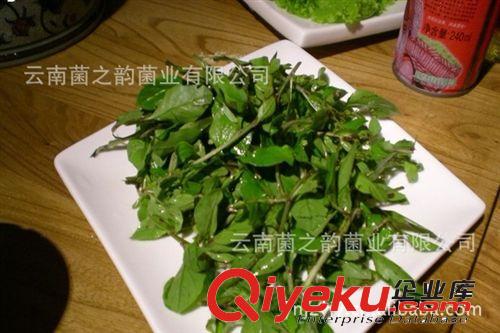 菌之韻野菜枸杞尖批發(fā) 野生枸杞原生態(tài)美味原始圖片2