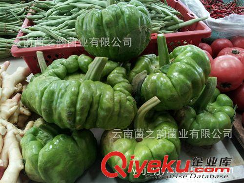 云南野蔬菜-新鮮姜米瓜  云南特有產(chǎn)品