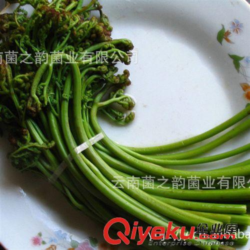 蕨菜龍須虎爪菜--{ctr}野生 云南菌之韻加工生產(chǎn)