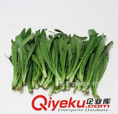 大香菜 大元細 香菜 云南各種山茅野菜供應(yīng)